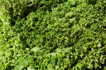 Fototapeta na wymiar Fresh lettuce at the market on a sunny day. Green organic vegetable background.