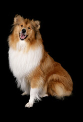 Rough Collie 2