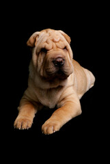 Obraz premium Shar Pei 2
