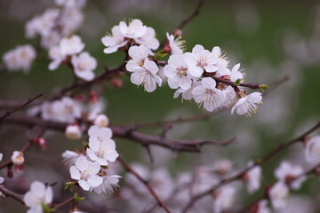 Cherry blossom in full bloom. Bokeh blur in the background.