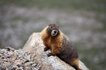 Adorable Marmot Mount Evans