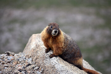 Adorable Marmot Mount Evans