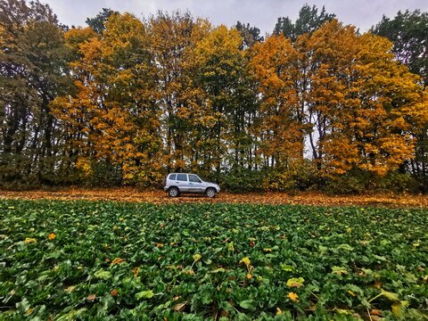autumn in the feald