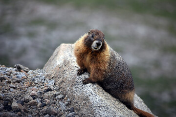 Adorable Marmot Mount Evans