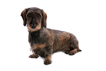Wirehaired dachshund 1