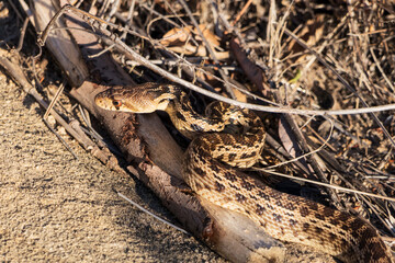 Wild Pacific Gopher Snake moving through brush near Los Angeles in Santa Susana Pass State Historic Park.  