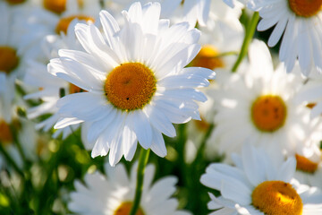 daisies in the garden