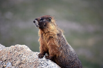 Adorable Marmot Mount Evans