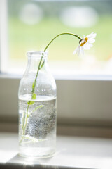 daisie in a water pot