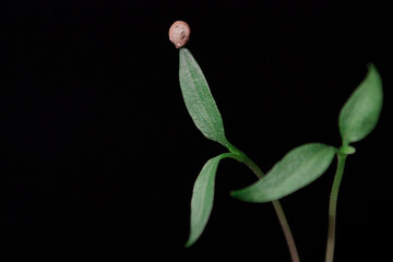 Horizontal close-up photo of a young green sprouts of sweet pepper with its seedcoat on the tip of leaf against black background