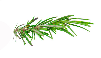 Fresh green sprigs of rosemary isolated on a white background