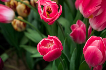 Bouquet of blooming tulips. Spring and holiday symbol.