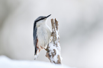 Nuthatch in a snowy winter