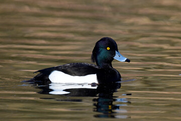 Tufted duck - male // Reiherente - Männchen (Aythya fuligula) © bennytrapp