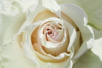 creamy white rose macro for a natural background, deep focus