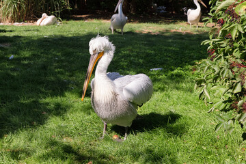 Portrait of Great white pelican  Pelecanus crispus  with yellow long beak on the grass. Zoo birds.