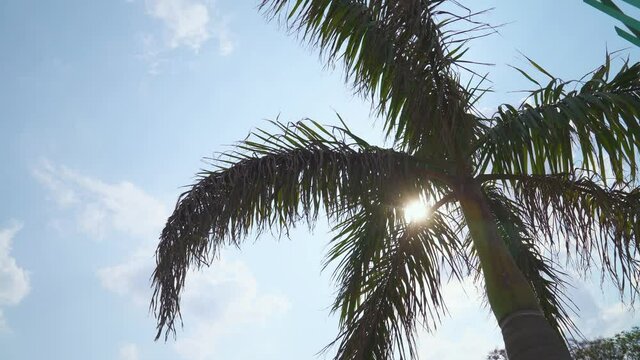 Calm mood, tropical view of a palm tree against a blue sky, view of rays of the sunshine through the branches of a palm tree.