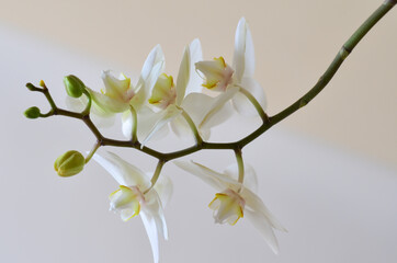 white orchid flower