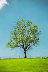 Fototapeta na wymiar Baum im Frühling auf einer Wiese