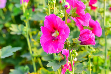 Obraz premium Hollyhocks are in bloom in a park in China's Hebei province