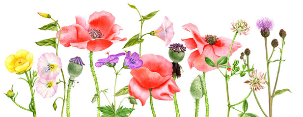 watercolor drawing red poppy flowers - obrazy, fototapety, plakaty