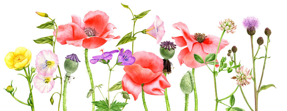 watercolor drawing red poppy flowers