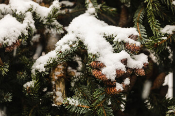 Schnee