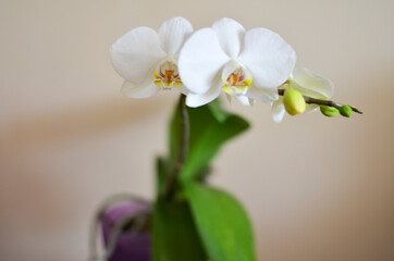 Fototapeta premium white orchid flower