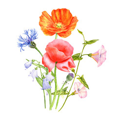 watercolor drawing red poppy flowers