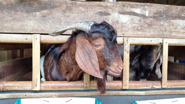domestic brown goat in farm photo image picture