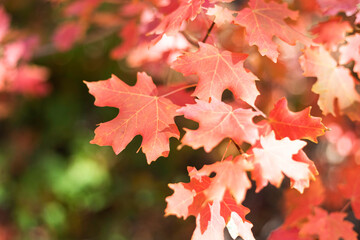 Closeup of vibrant autumn leaves