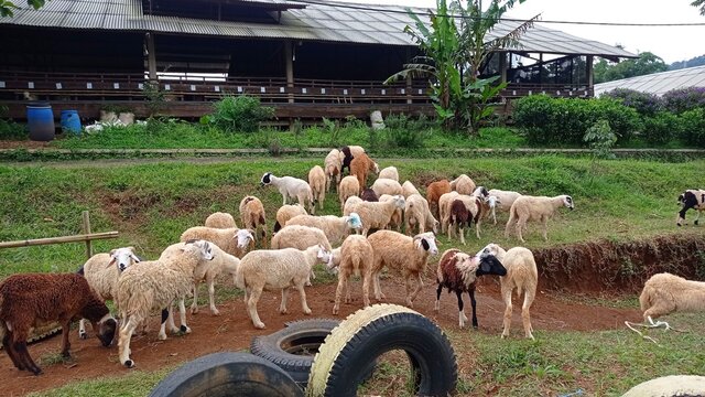 domestic white lamb goat in farm photo image picture
