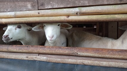 domestic white lamb goat in farm photo image picture