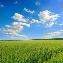 Green wheat field and blue cloudy sky.