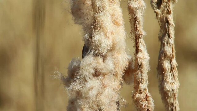 The Eurasian penduline tit on a bullrush, Crna Mlaka