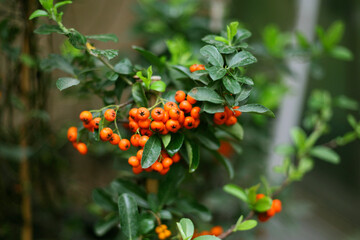 Firethorn (Pyracantha coccinea) berries with petals