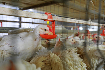 Chickens drinking water in mechanized farms, China