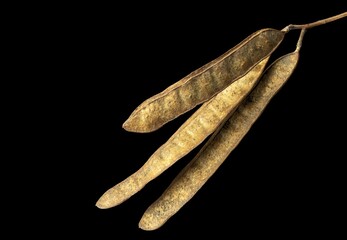 Dried seed pods of false acacia tree, scientific name Robinia pseudoacacia isolated on black background