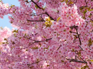 桜（河津桜）11　満開