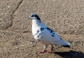 A white dove on the ground
