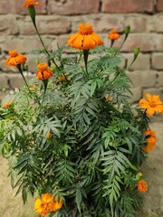 Fototapeta na wymiar orange flowers in the garden
