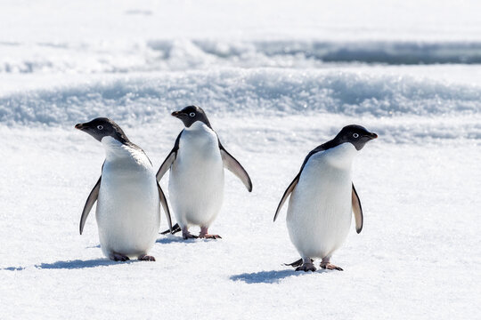 A group of Adelie penguins (Pygoscelis adeliae) on sea ice in Duse Bay, Weddell Sea, Antarctica, Polar Regions