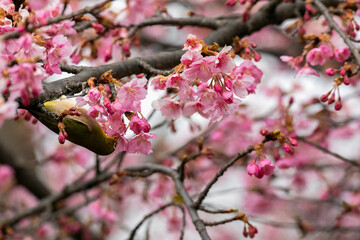 Japanese White-eye With Cherry Blossom(Cerasus lannesiana Carriere, 1872) At Shibuya,Tokyo, Japan