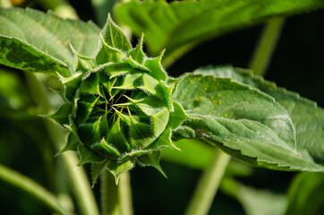 Bud sunflower close up spring background