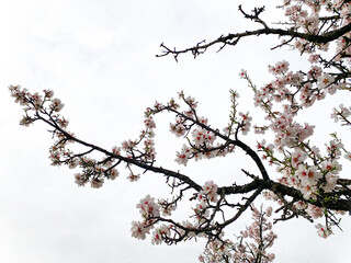 Branches of almond blossoms. Almond tree flowers