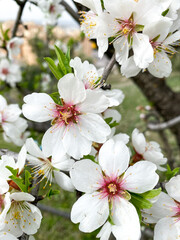 Branches of almond blossoms. Almond tree flowers