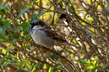 House Sparrow perches on a the cut stem of a bramble