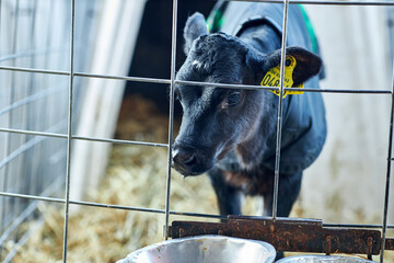 Baby Cows at a Dairy Farm in Denmark