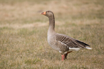 Greylag Goose