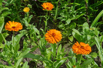 Blooming orange calendula (lat. Calendula officinalis) in the summer garden
